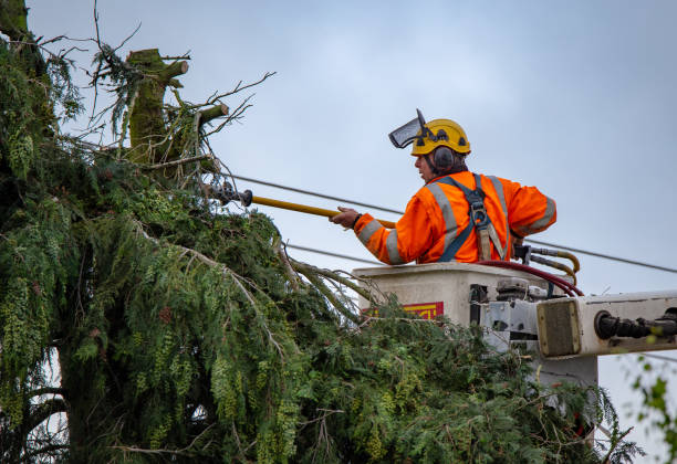 Best Emergency Tree Removal  in Red Lick, TX