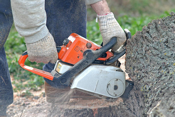 Professional Tree Care in Red Lick, TX