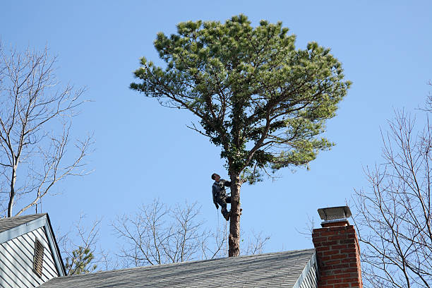 How Our Tree Care Process Works  in  Red Lick, TX